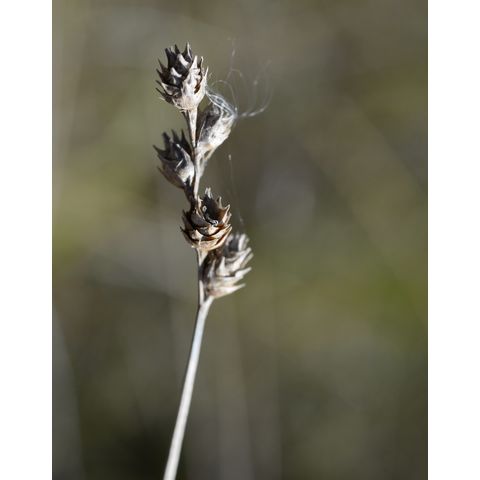 Carex bebbii