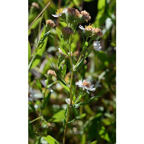 Symphyotrichum lanceolatum