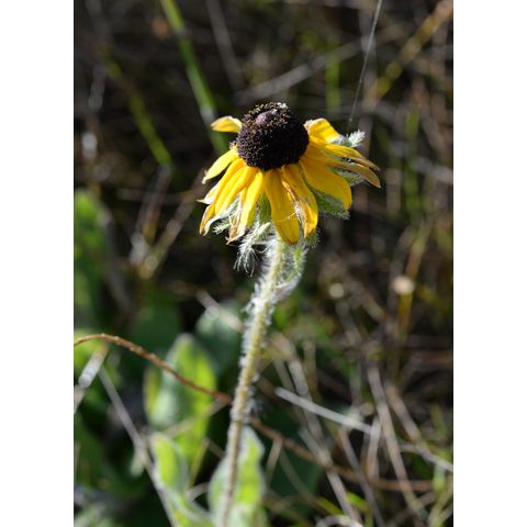 Rudbeckia hirta