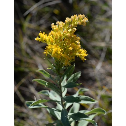 Solidago canadensis