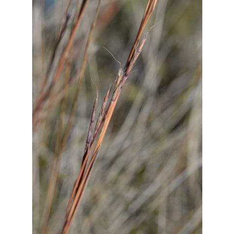 Schizachyrium scoparium