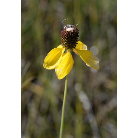 Ratibida columnifera