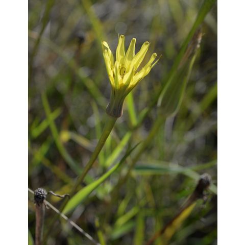 Tragopogon dubius