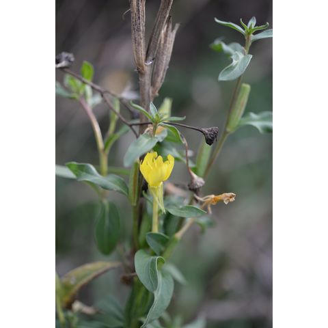 Oenothera biennis