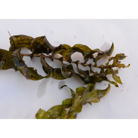 Potamogeton richardsonii