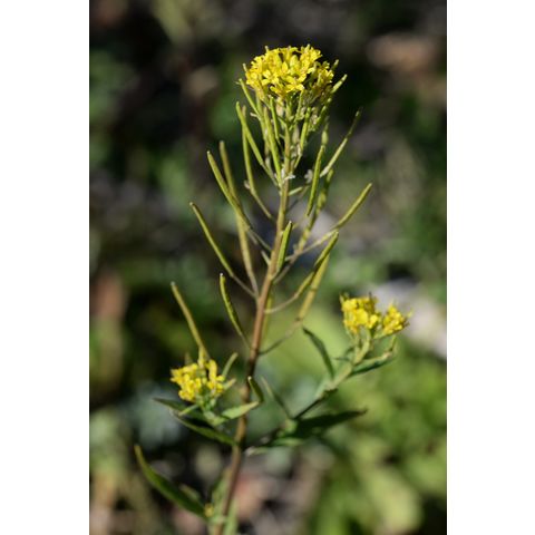 Erysimum cheiranthoides