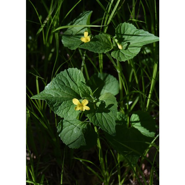 Viola pubescens