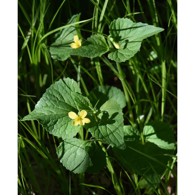 Viola pubescens
