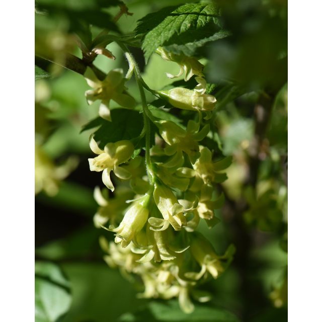 Ribes americanum