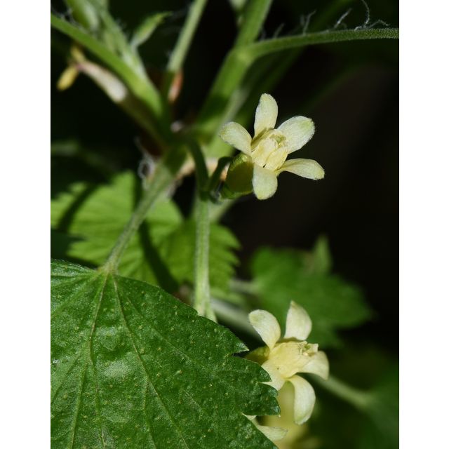 Ribes americanum