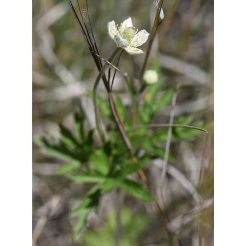 Anemone cylindrica