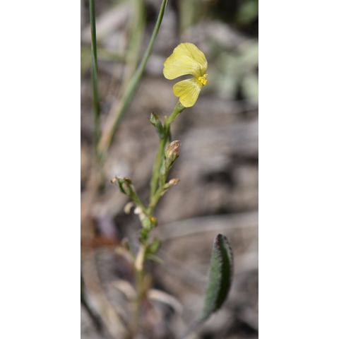 Linum rigidum