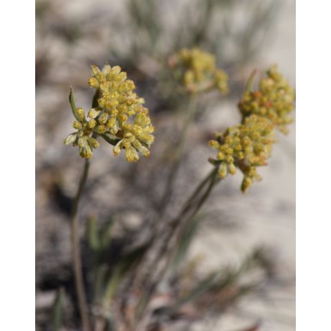 Eriogonum flavum