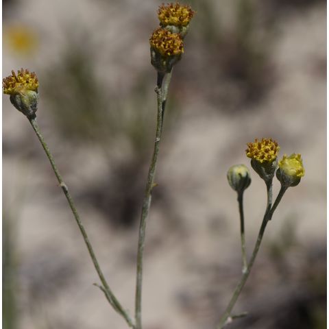 Hymenopappus filifolius