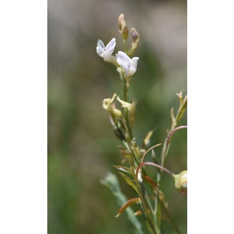 Astragalus tenellus