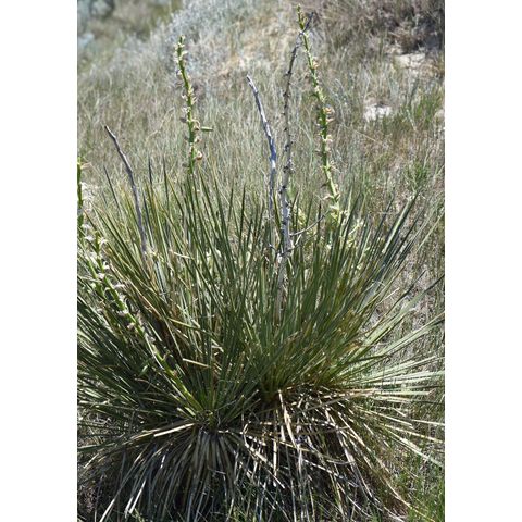 Yucca glauca