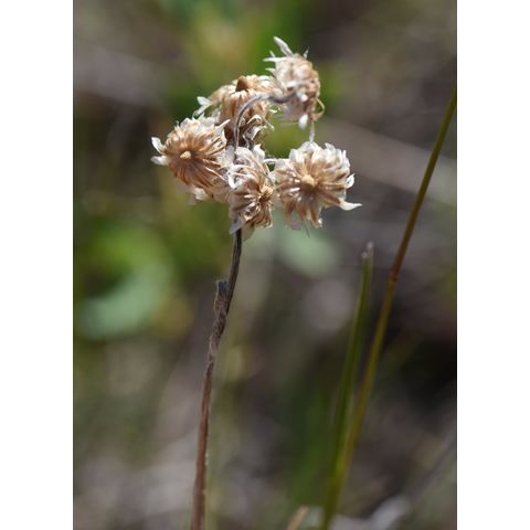 Antennaria neglecta