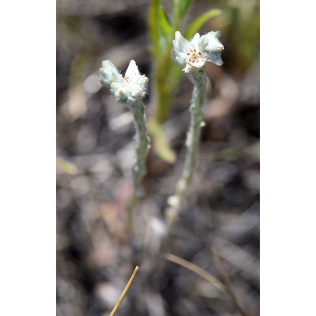 Logfia arvensis