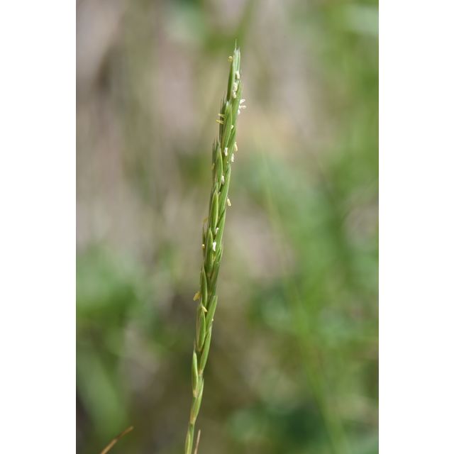 Elymus trachycaulus