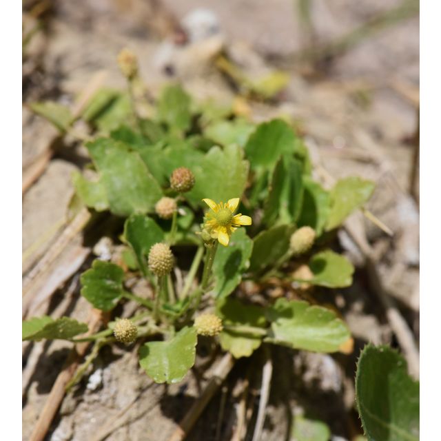 Ranunculus cymbalaria