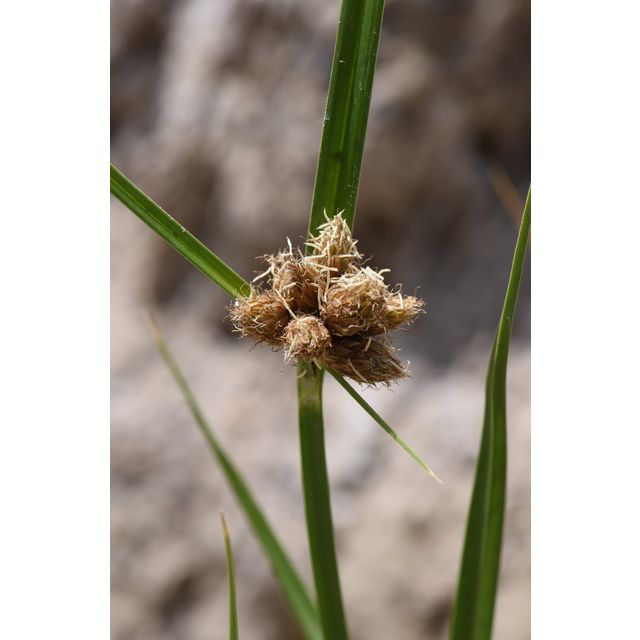 Schoenoplectus maritimus