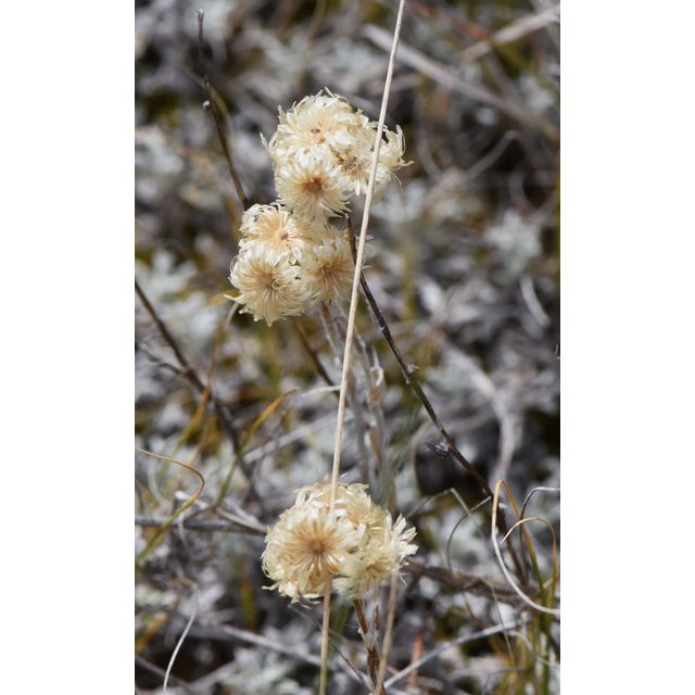 Antennaria microphylla