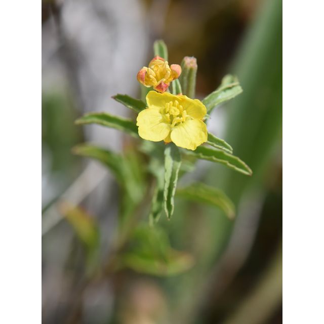 Calylophus serrulatus