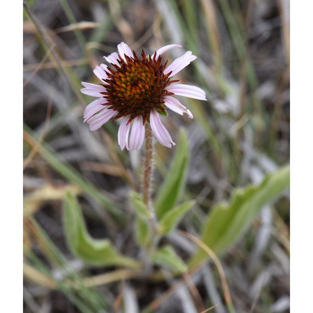 Echinacea pallida