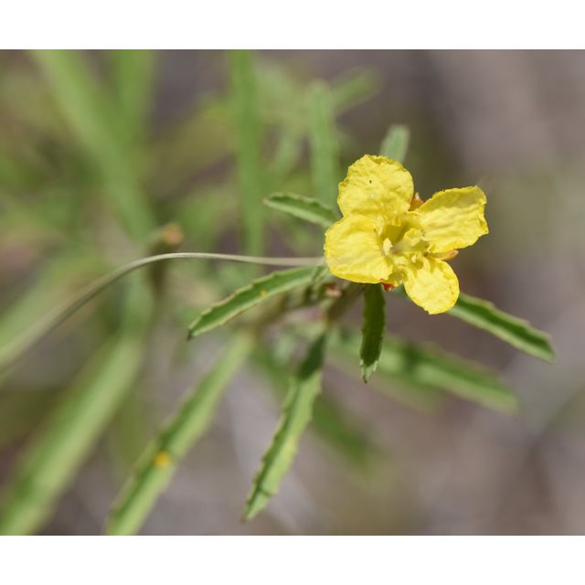Calylophus serrulatus