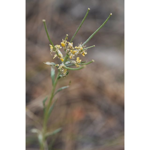 Erysimum asperum