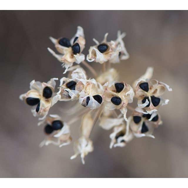 Cirsium undulatum Allium textile
