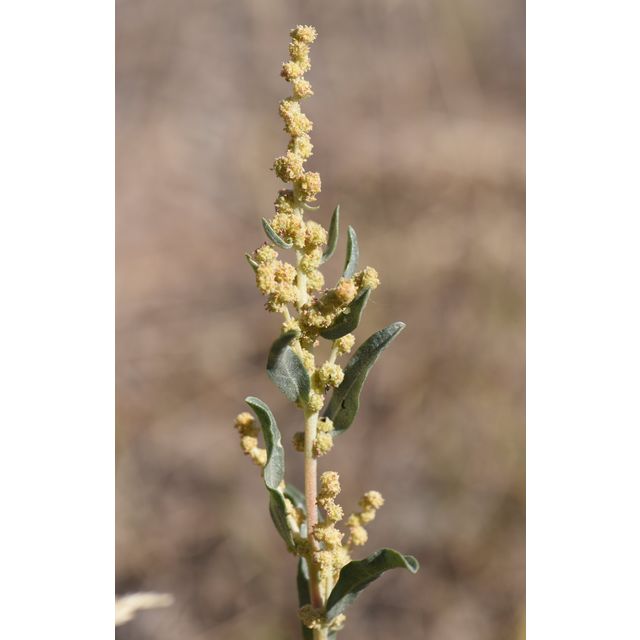 Atriplex canescens