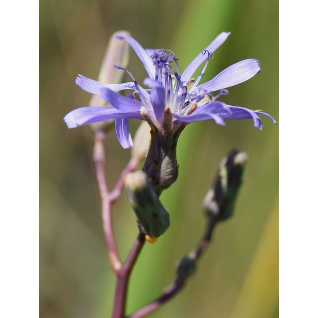 Lactuca biennis