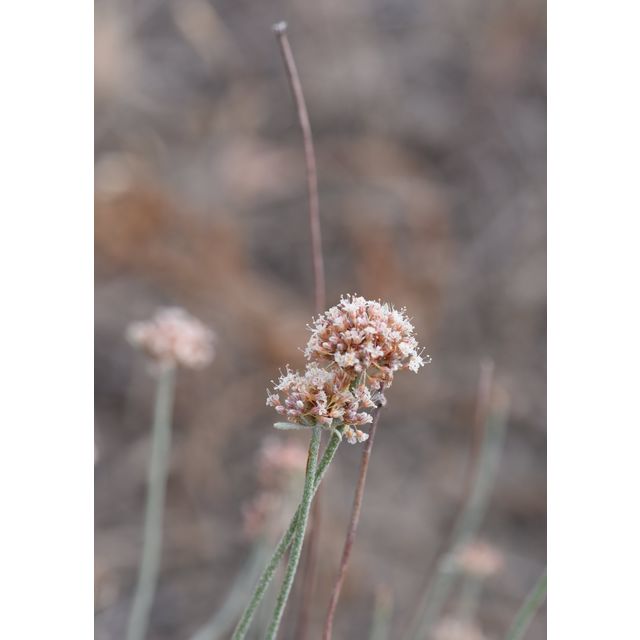 Eriogonum pauciflorum
