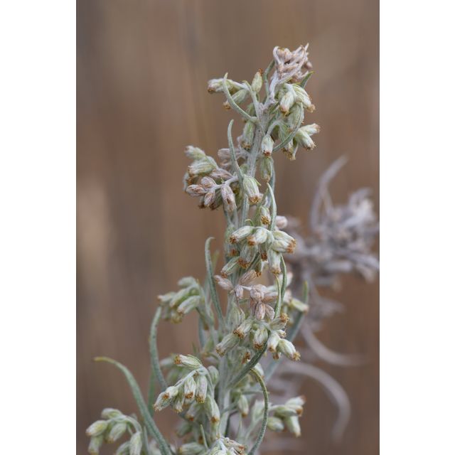Artemisia cana