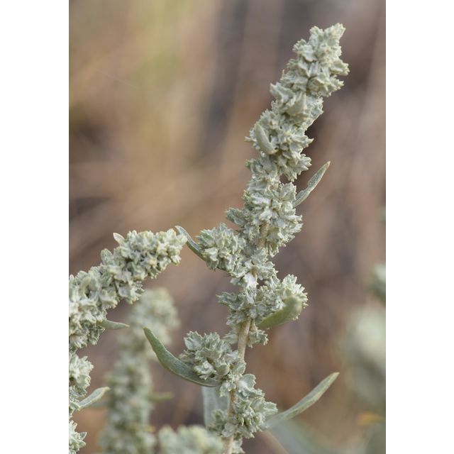 Atriplex gardneri