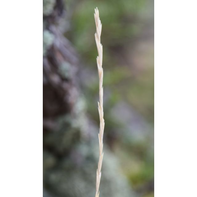 Elymus lanceolatus