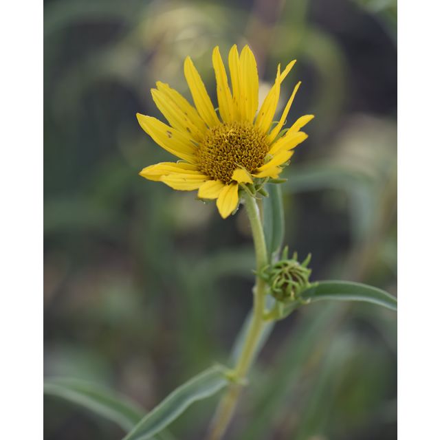 Helianthus maximiliani