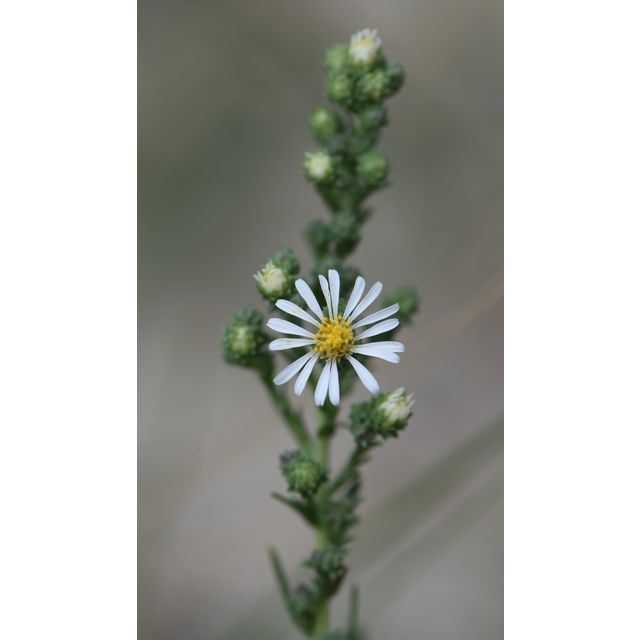 Symphyotrichum ericoides