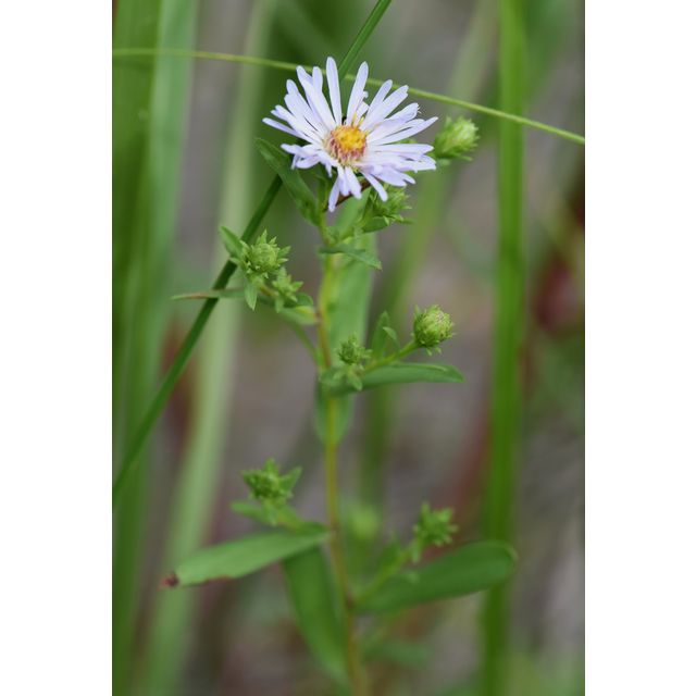 Symphyotrichum lanceolatum