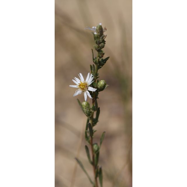 Symphyotrichum ericoides