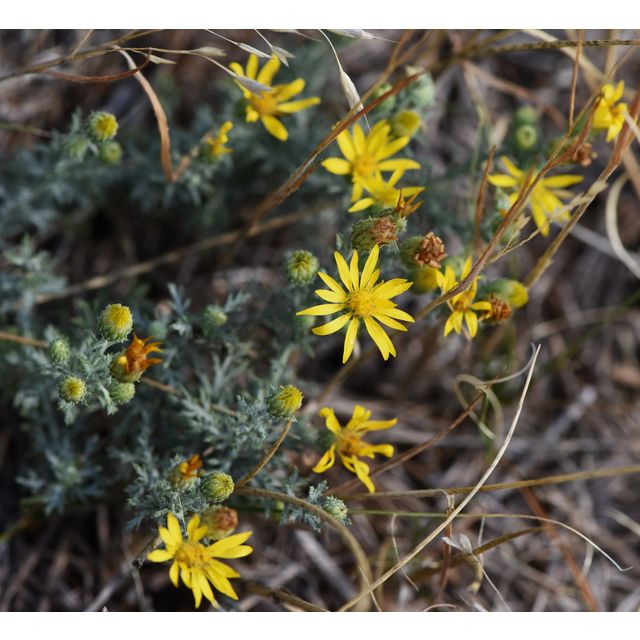 Machaeranthera pinnatifida