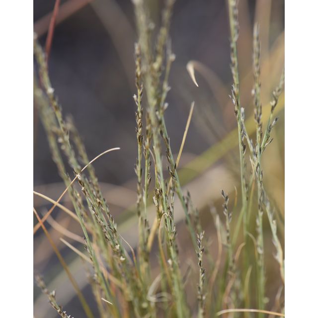 Muhlenbergia cuspidata