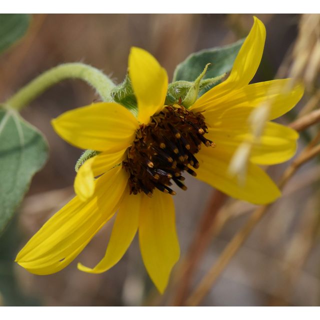 Helianthus petiolaris