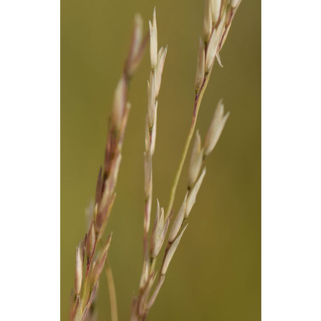 Calamovilfa longifolia