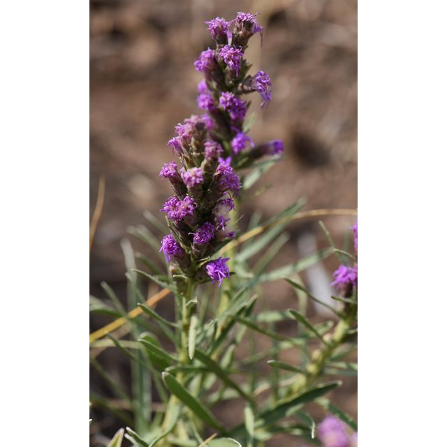 Liatris punctata