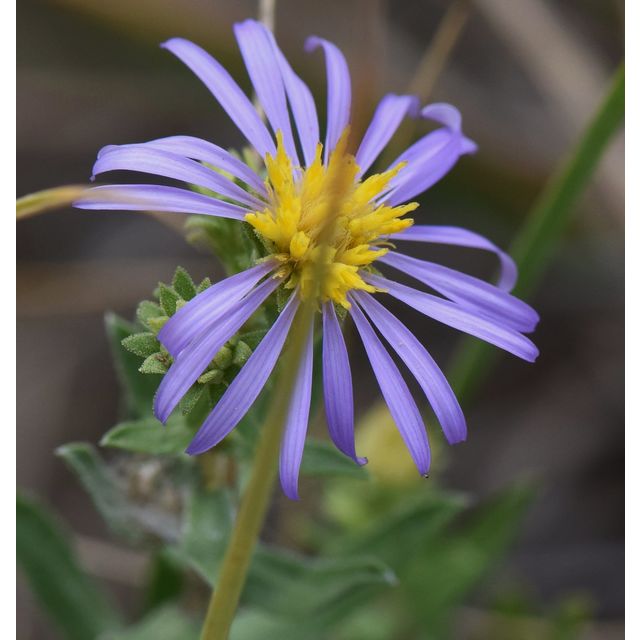 Canadanthus modestus