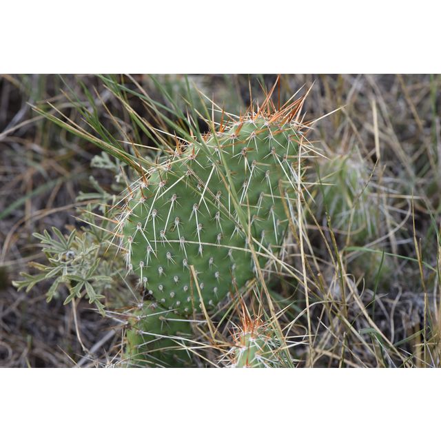 Opuntia polyacantha