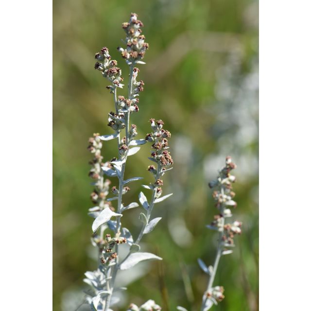 Artemisia ludoviciana