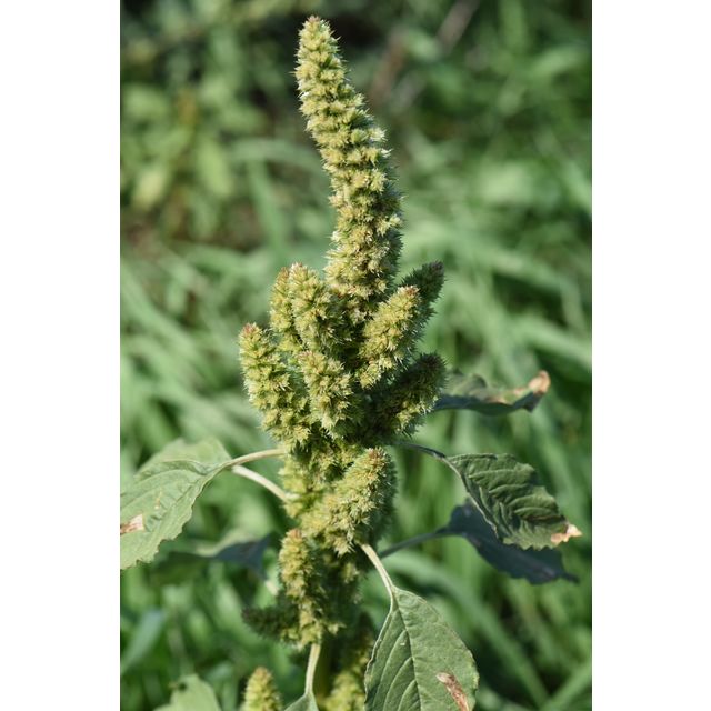 Amaranthus hybridus